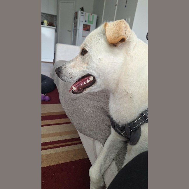 Photo of Percy 