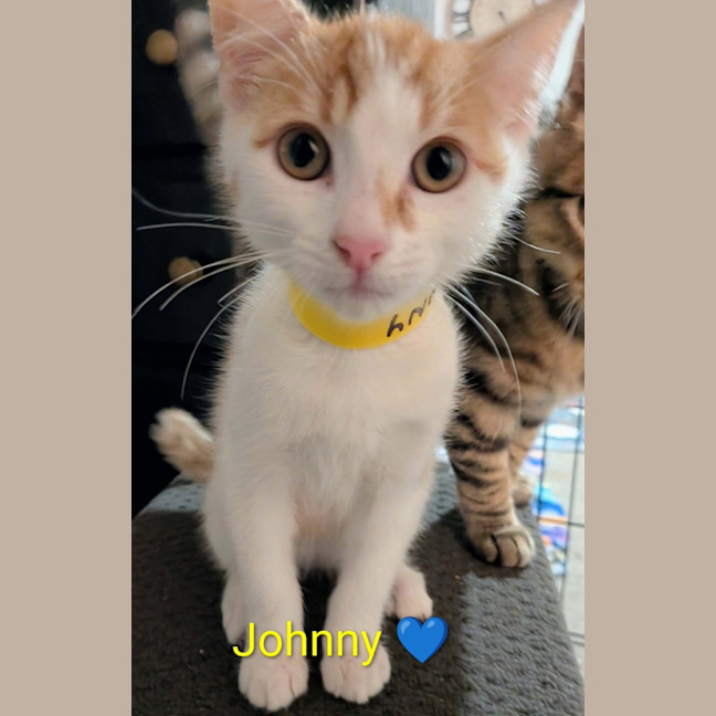 Photo of Johnny Meet Me@Petstock Chelsea Store 