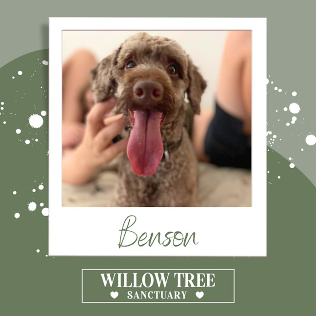 Photo of Benson