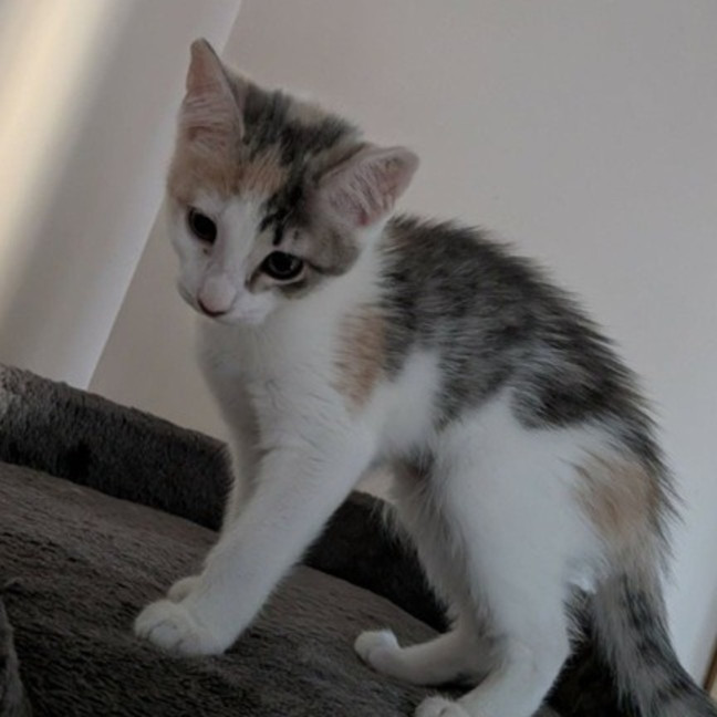 Photo of Pebbles