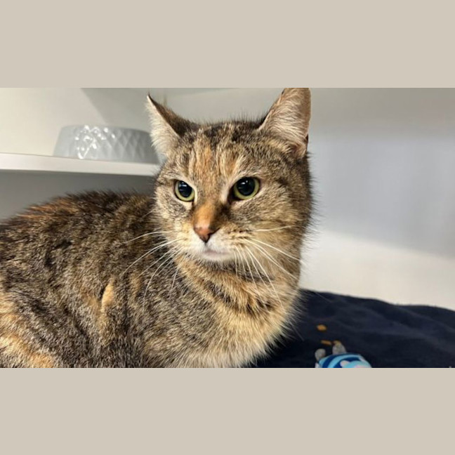 Photo of Cinnamon Nutmeg (Cinnameg)