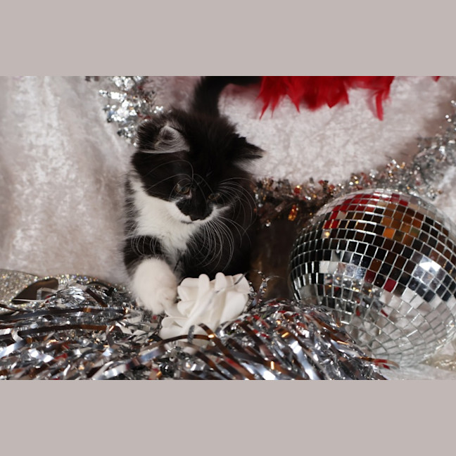Photo of Jitterbug