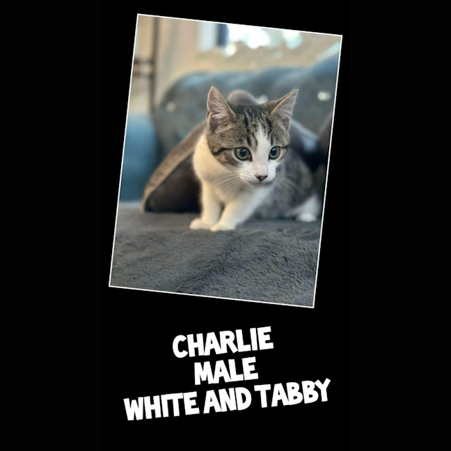 Photo of Charlie* 9 Lives Project Rescue*