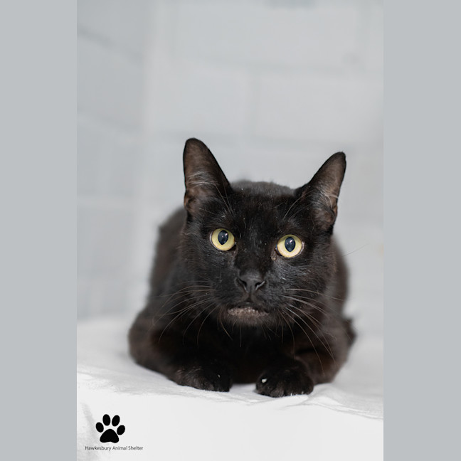 Photo of Kuro