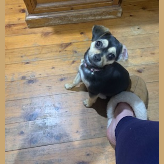 Photo of Bean   1 Year Old Chihuahua X