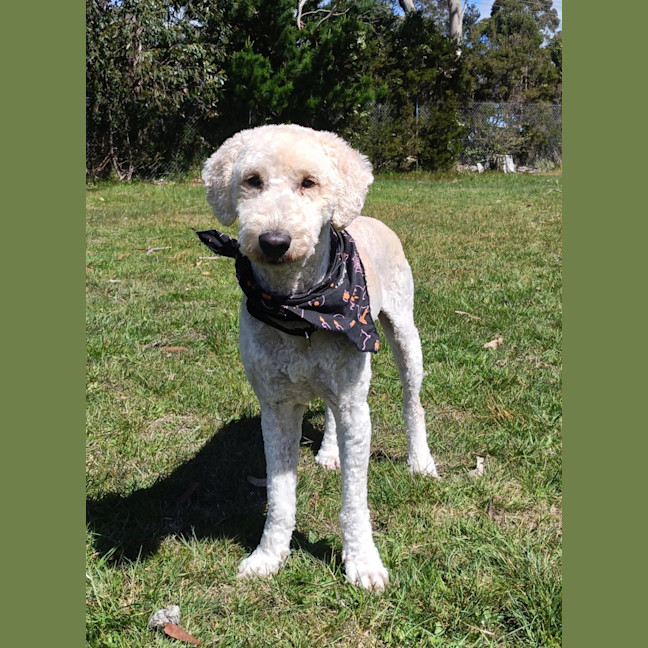 Photo of Popcorn