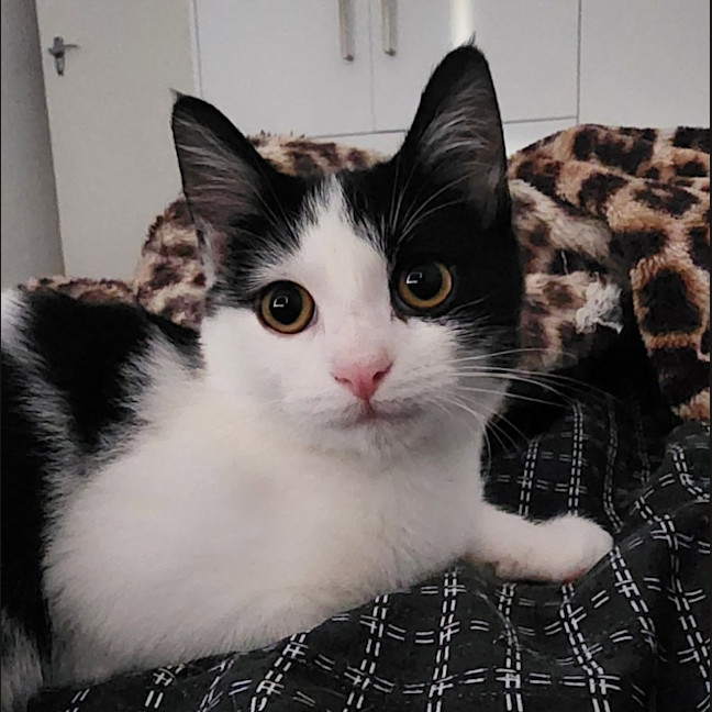 Photo of Sponge   Located In Avondale Heights