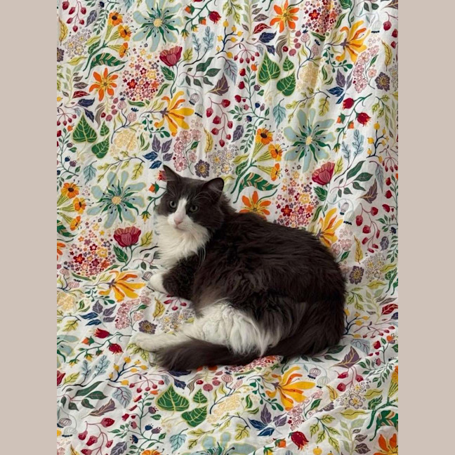 Photo of Champa   In Foster Care In Northcote