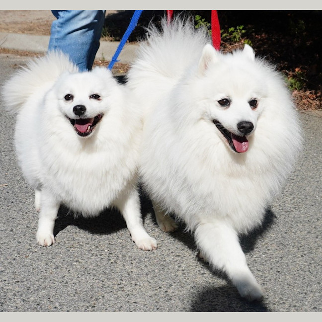 Photo of Lexie And Tudor