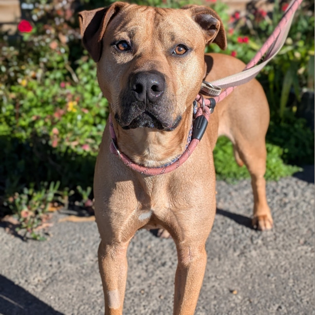 Photo of Butterscotch