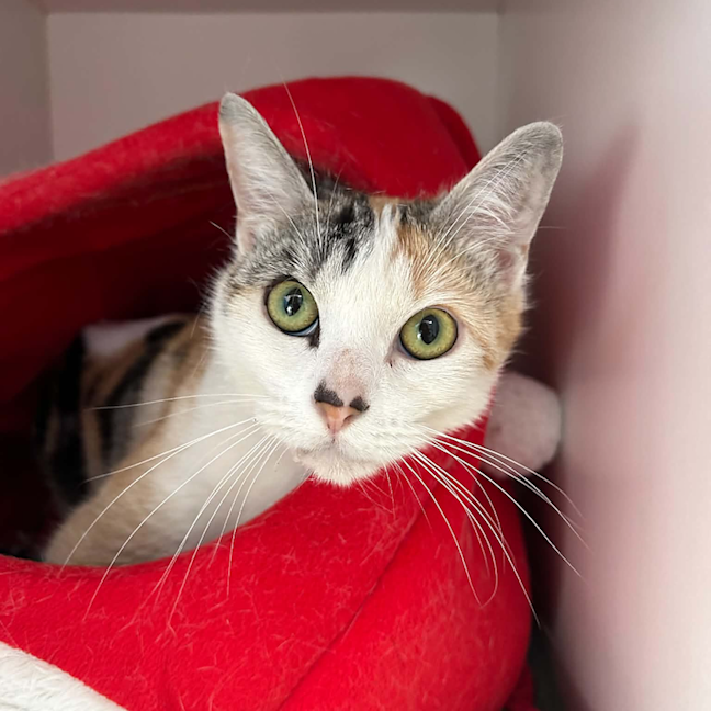 Photo of Minnie