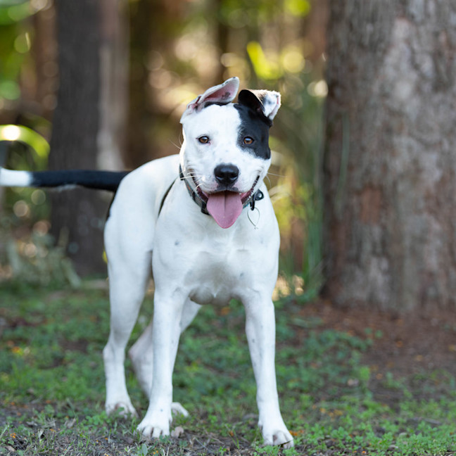 Photo of Nova