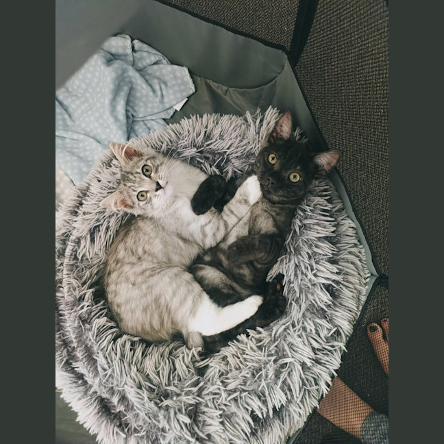 Photo of Judy Garland