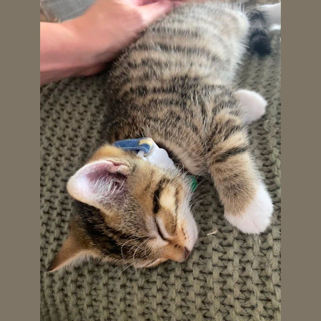 Photo of Sesame 💙