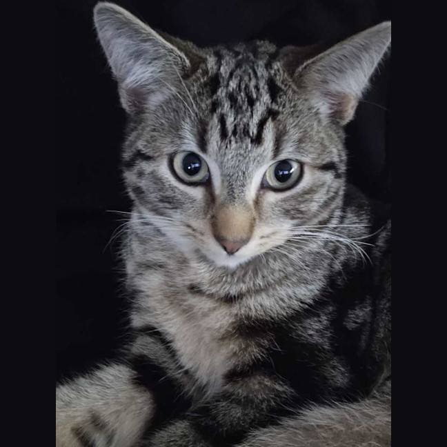 Photo of Taz