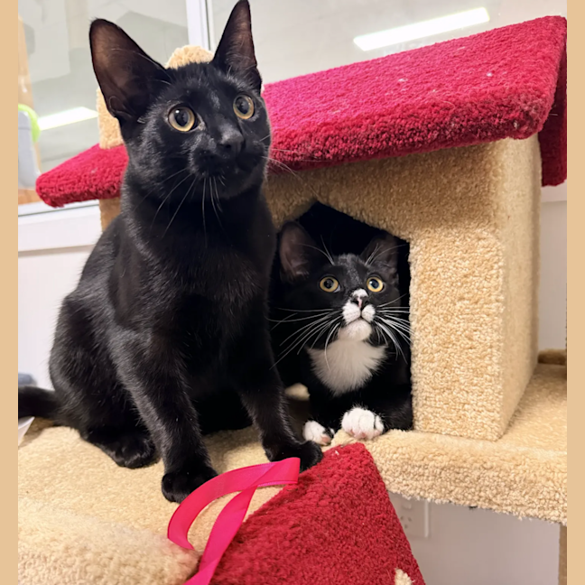 Photo of Ollie (& Oscar)