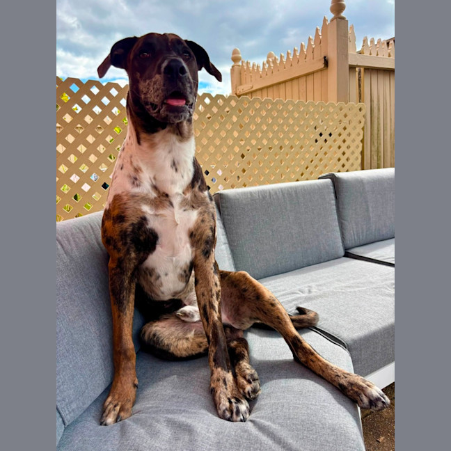 Photo of Barney