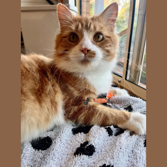 Photo of Jerry   Now At Pet Quarters Morisset