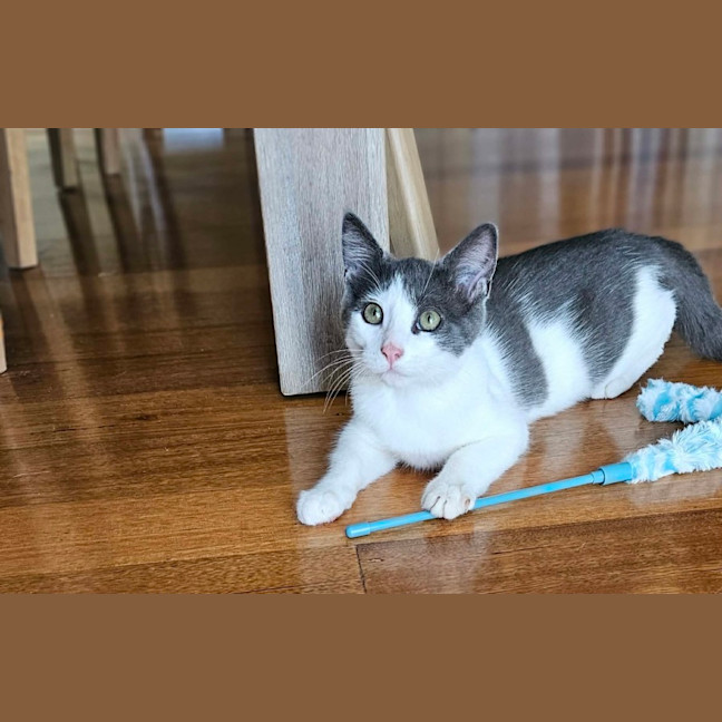 Photo of Haze *9 Lives Project Rescue*