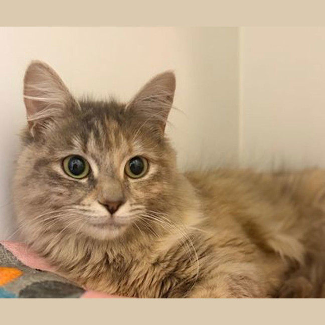 Photo of Lulu