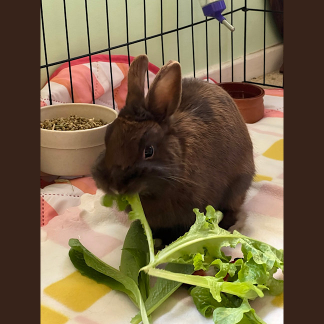 Photo of Chocky Bun