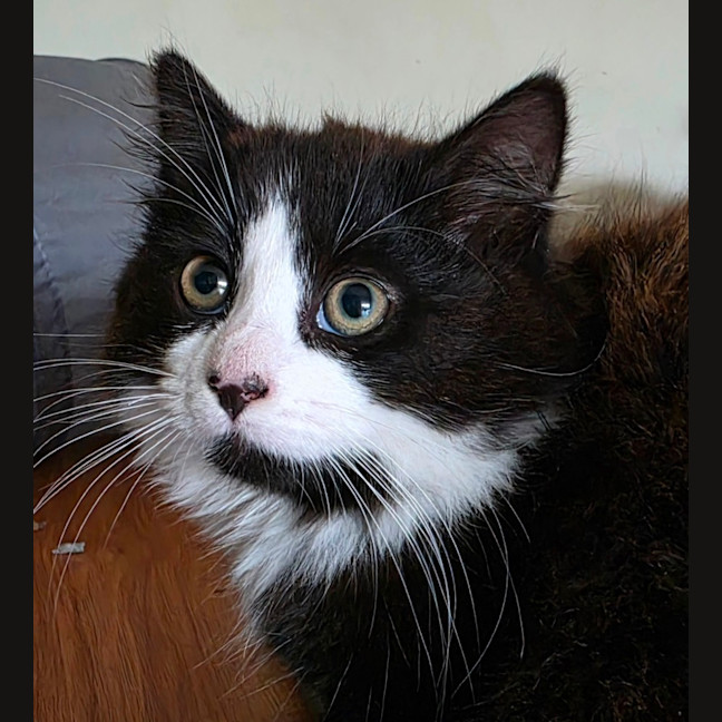 Photo of Harriet