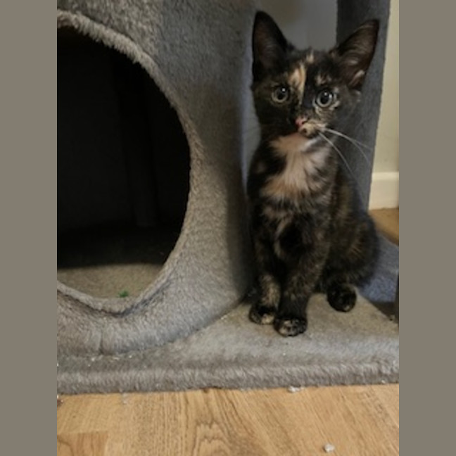 Photo of Millie   Located In Casterton