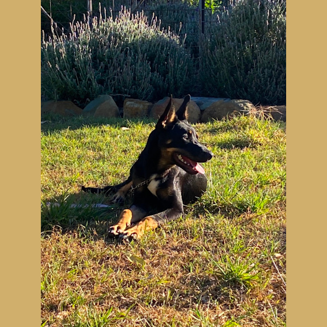 Photo of Skippy
