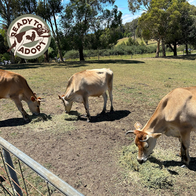 Photo of Daryl, Hank And Oscar