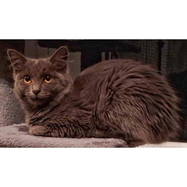 Photo of 12098   Primrose