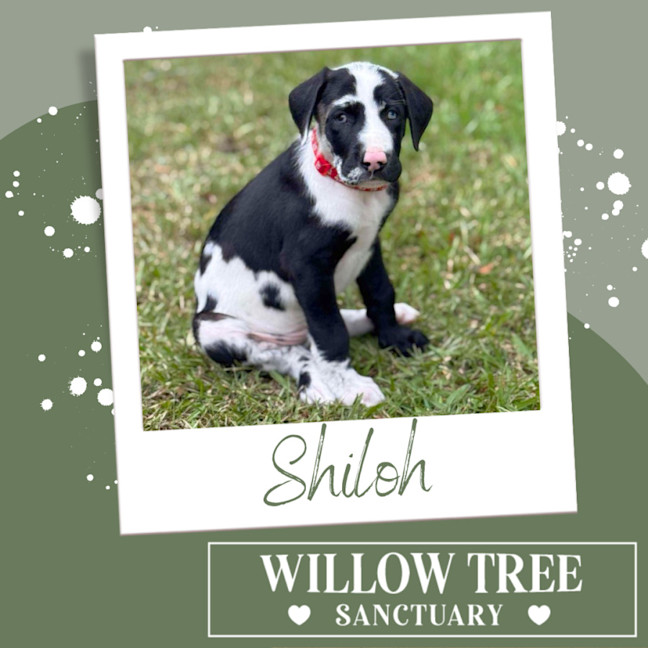 Photo of Shiloh