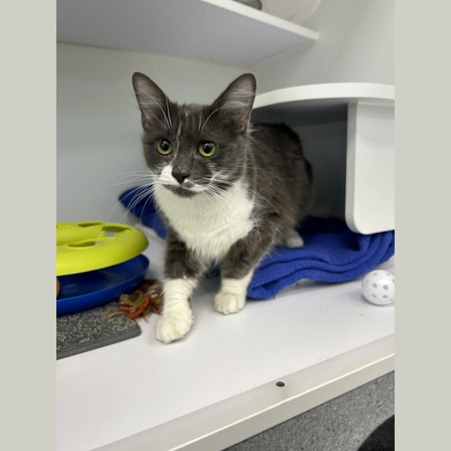 Photo of Bluebell