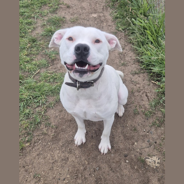 Photo of Lychee (67384)