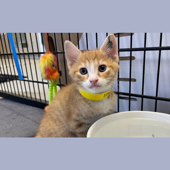 Photo of Ron Weasley