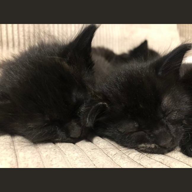 Photo of Kyle   2 Month Old Domestic Short Hair (Trial)