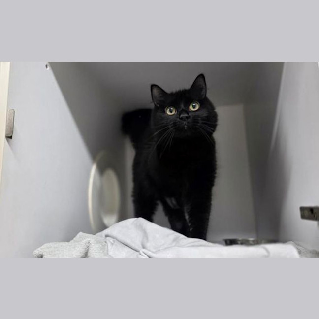 Photo of Suki