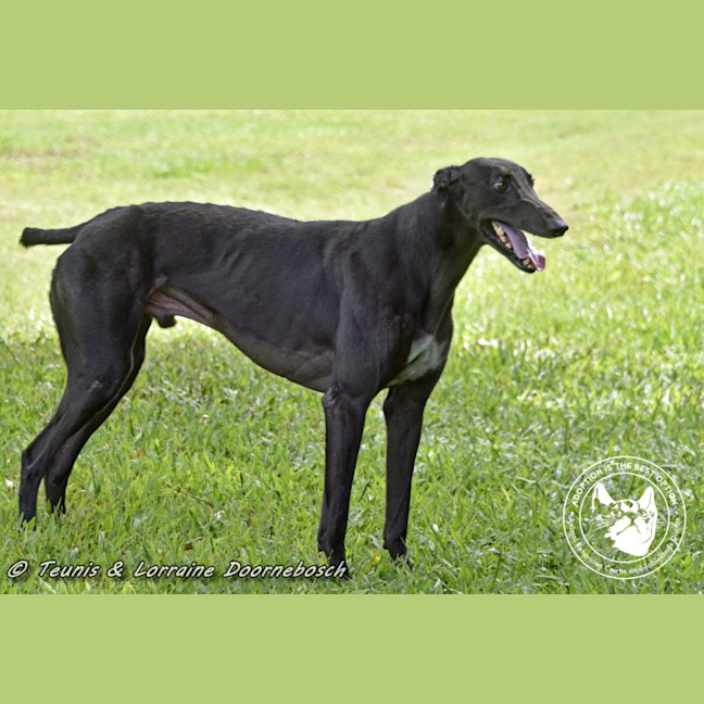 Photo of Billy (Canya Revamp)