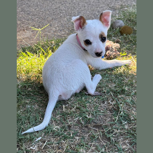 Photo of Pixie