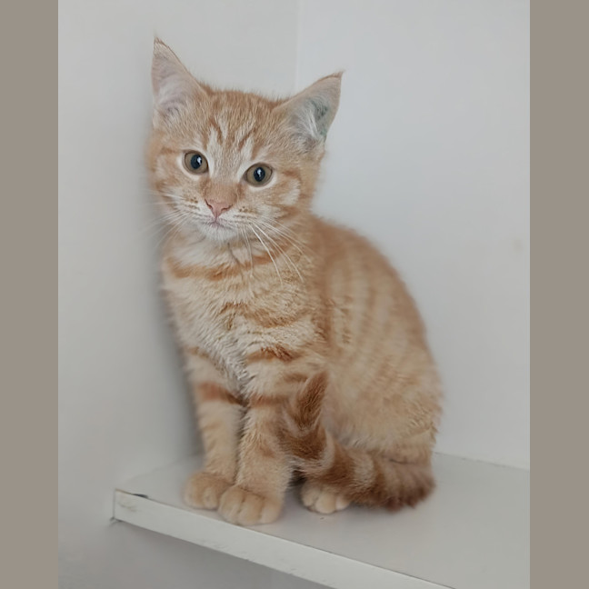 Photo of Harvey