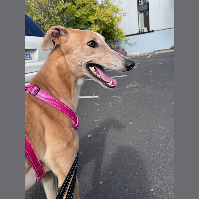 Photo of Sandy