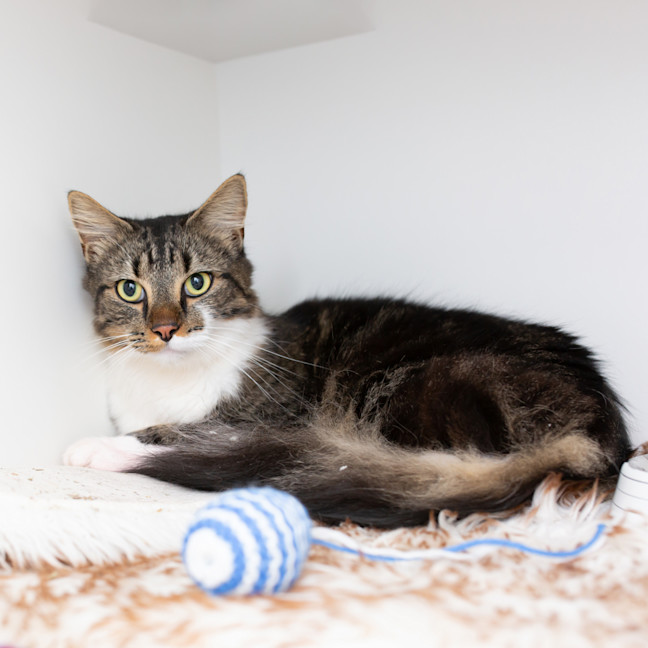 Photo of Smokey