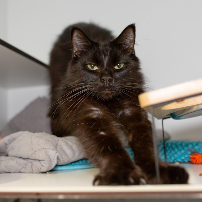 Photo of Pepper