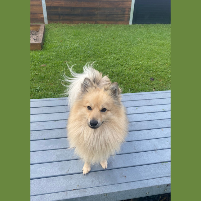 Photo of Houdini