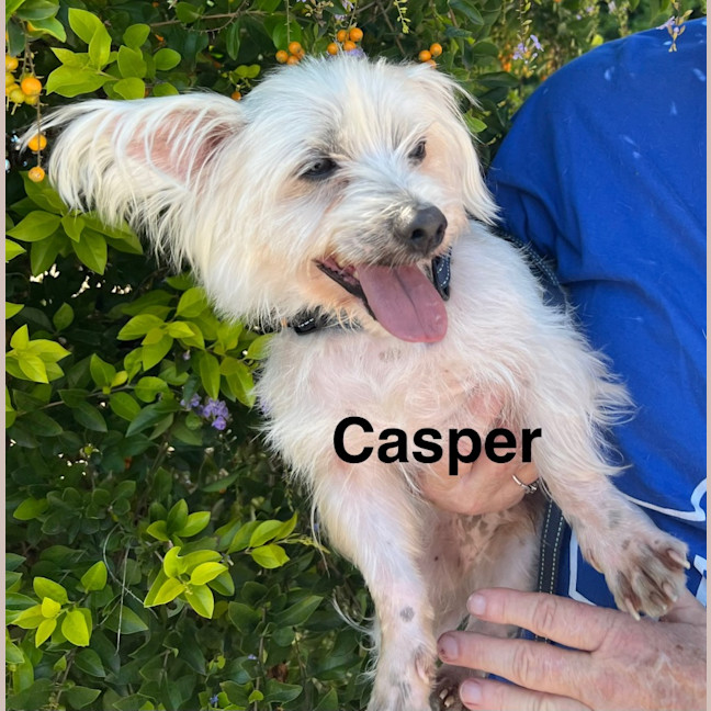 Photo of Casper And Bella   8 Year Old Maltese X
