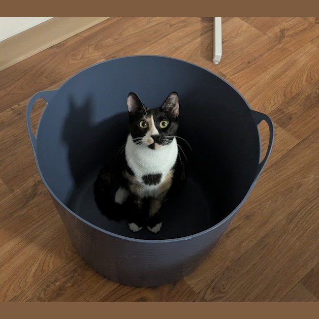 Photo of Dotti