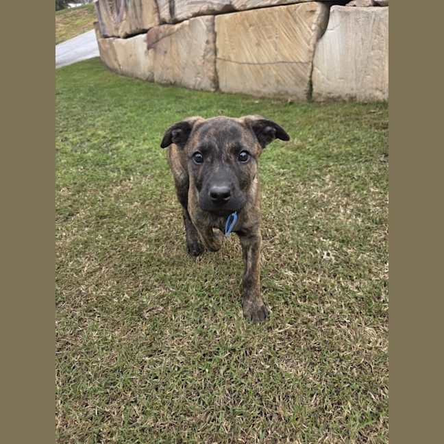 Photo of Mocha