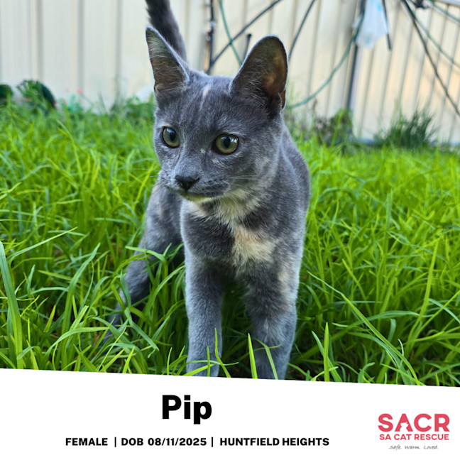 Photo of Pip