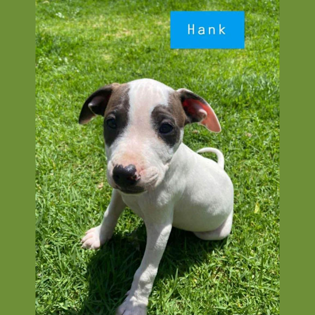 Photo of Hank ~ 11 Week Old, Staffy X Beagle Puppy