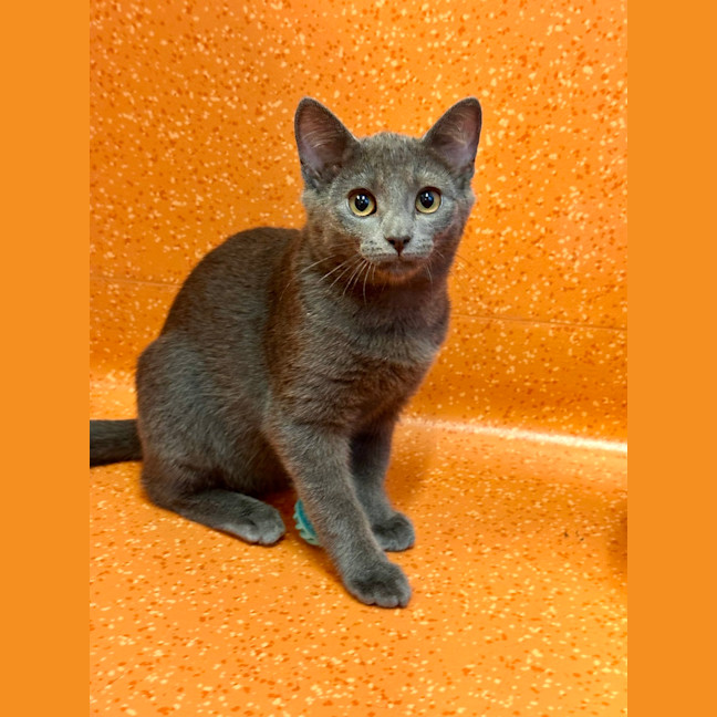 Photo of Nimbus
