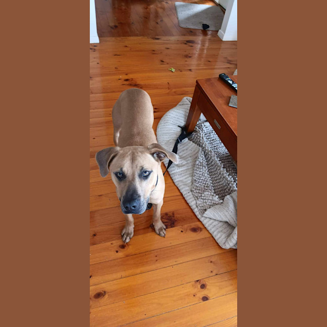 Photo of Harley